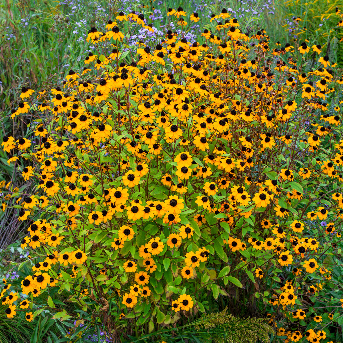 Rudbeckia trilobée - Rudbeckia triloba - Willemse