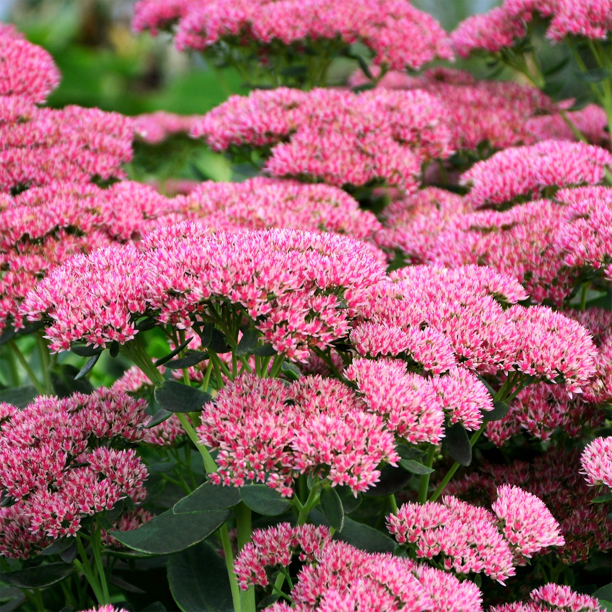 Sedum Herbstfreude - Autumn Joy - Sedum herbstfreude - Willemse