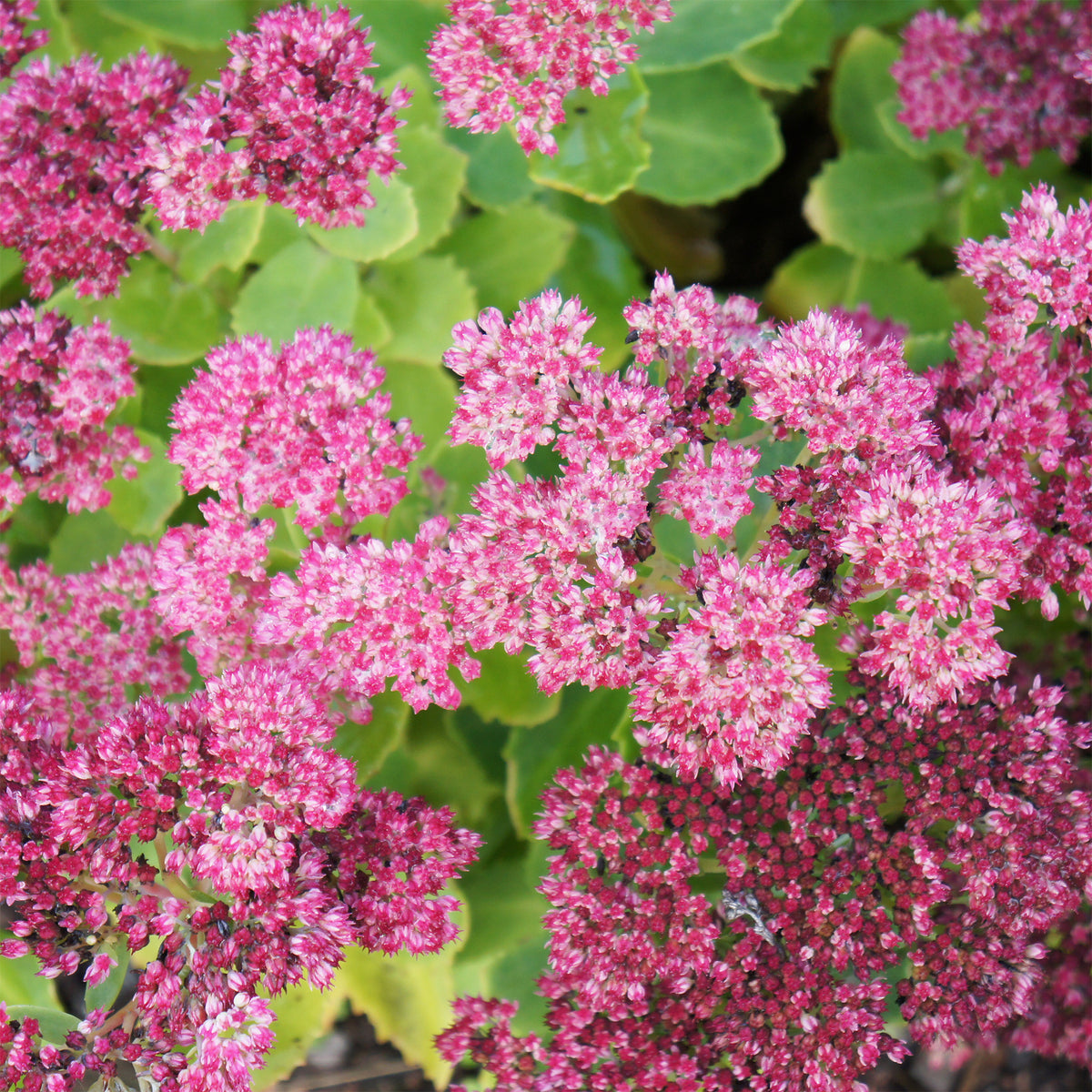 Sedum Brillant - Sedum spectabile brilliant ( brilliant group ) - Willemse