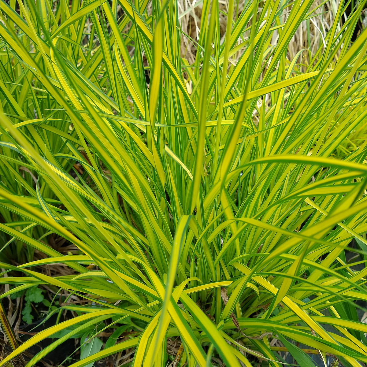 Laîche dorée - Carex Aurea - Carex elata aurea - Willemse