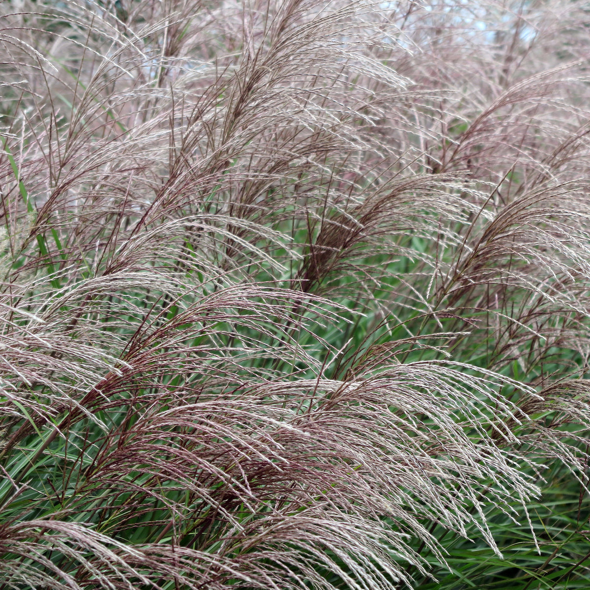 Eulalie China - Miscanthus sinensis china - Willemse