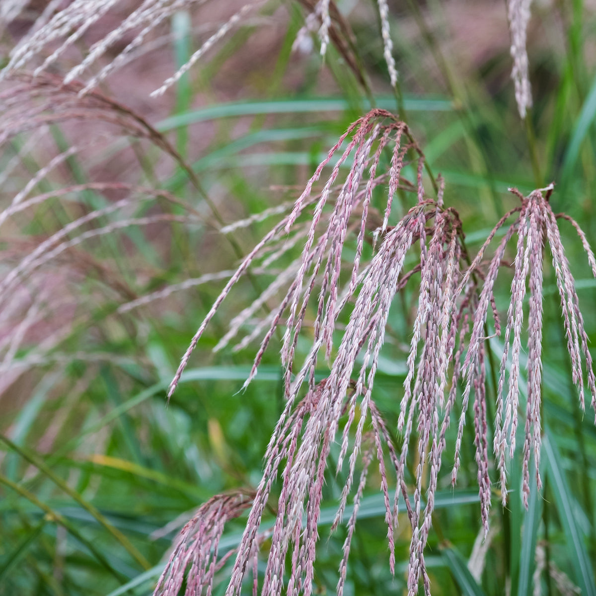 Eulalie Flamingo - Miscanthus sinensis flamingo - Willemse