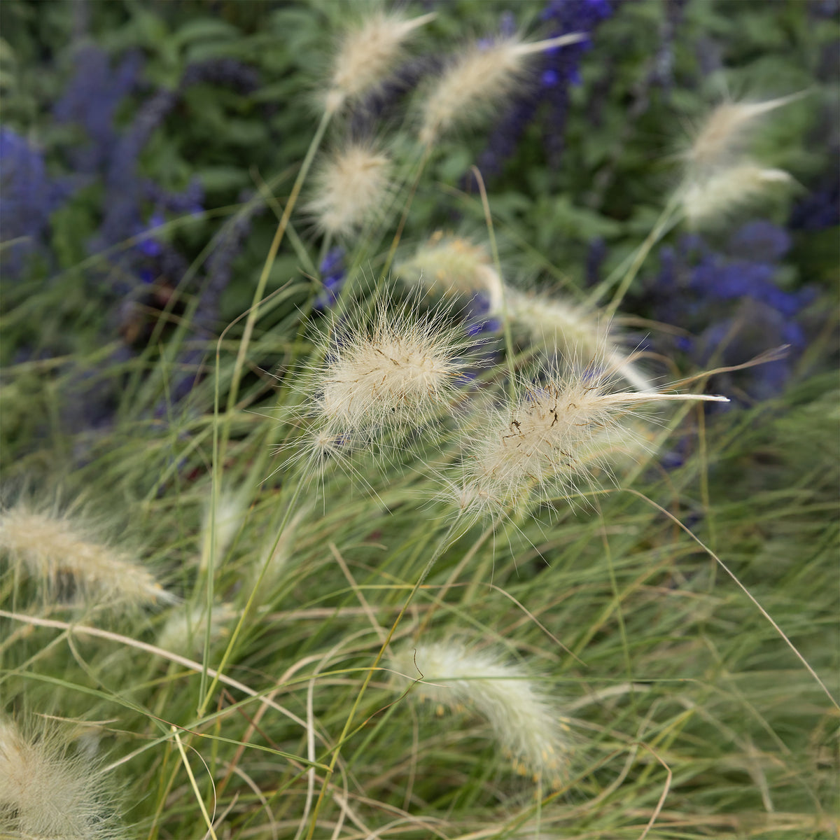 Herbe aux écouvillons hérissée - Pennisetum - Pennisetum villosum - Willemse