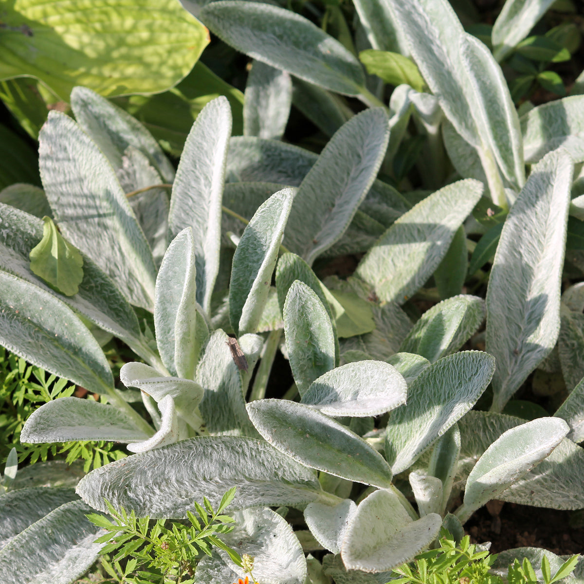 Oreille de Lapin - Epiaires de Byzance - Stachys byzantina - Willemse