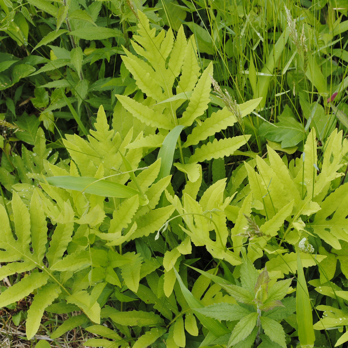 Onoclea - Fougère - Onoclea sensibilis - Willemse