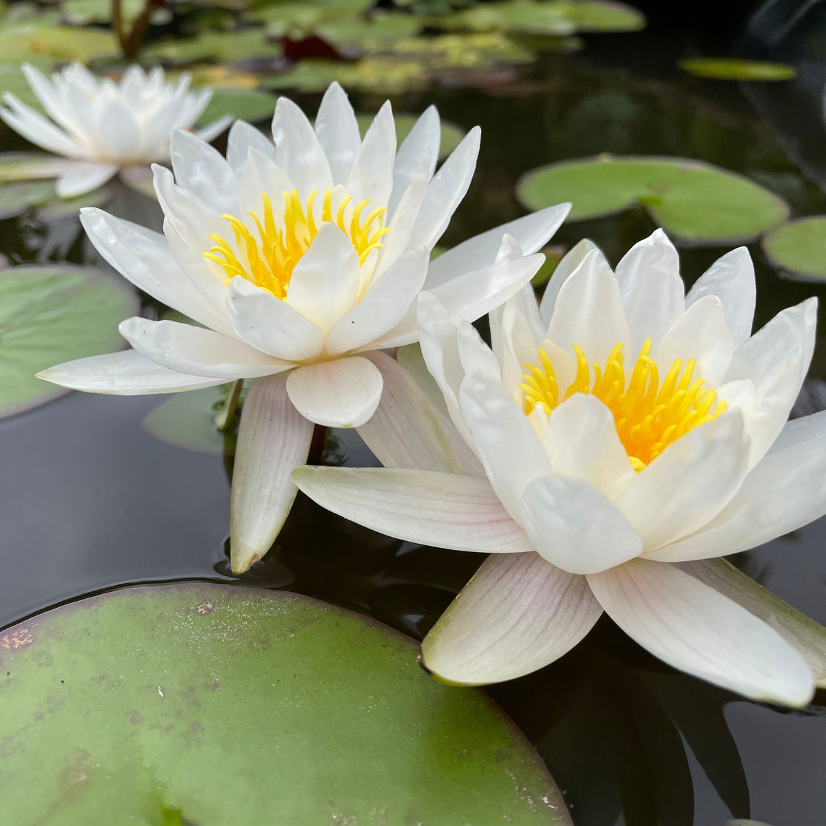 Nénuphar blanc - Nymphaea alba - Willemse