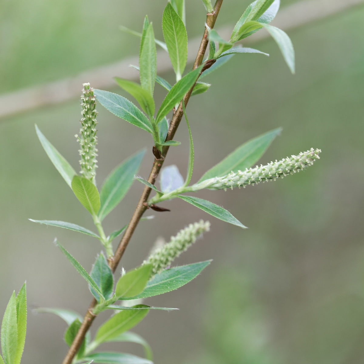 Saule - Osier brun - Salix triandra - Willemse