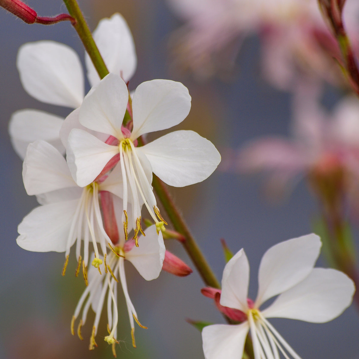 Gaura Corrie's Gold - Gaura lindheimeri Corrie's Gold - Willemse
