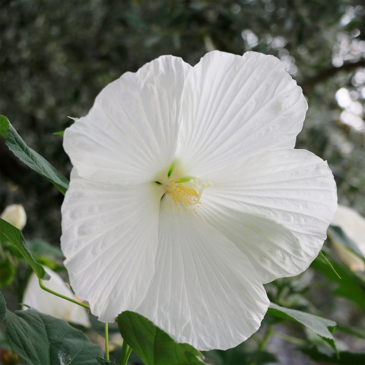 Hibiscus des marais Extreme Pure White - Hibiscus moscheutos extreme pure white ® (improved) - Willemse