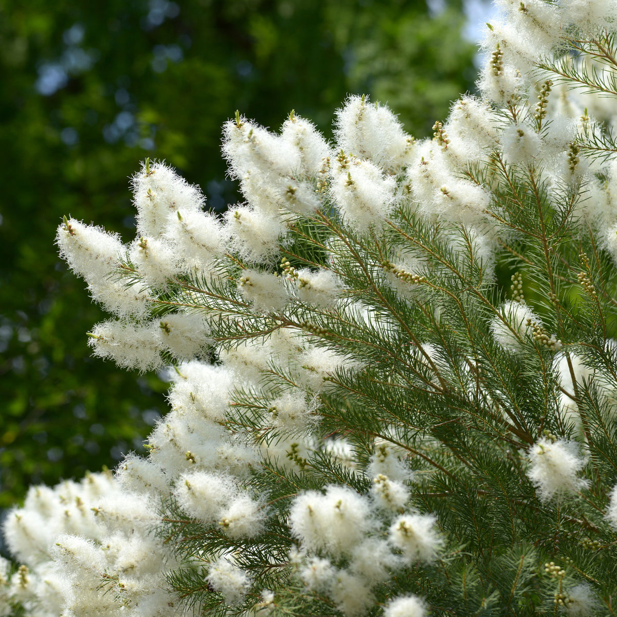 L'arbre à thé - Melaleuca alternifolia - Willemse