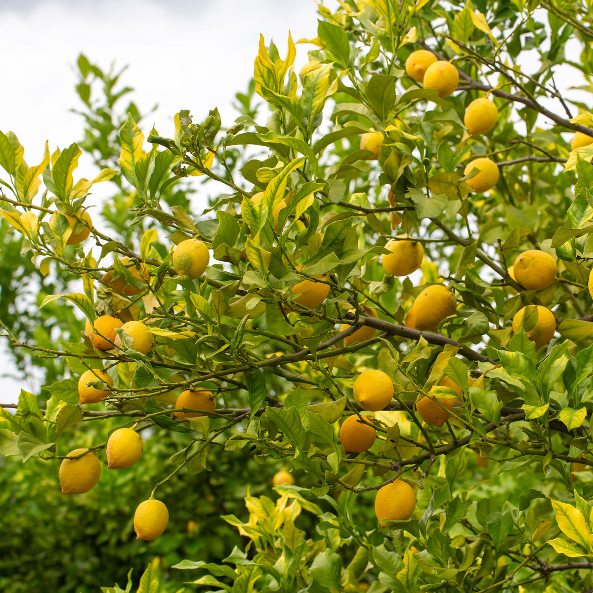 Citronnier - Citrus limon - Citrus limon - Willemse