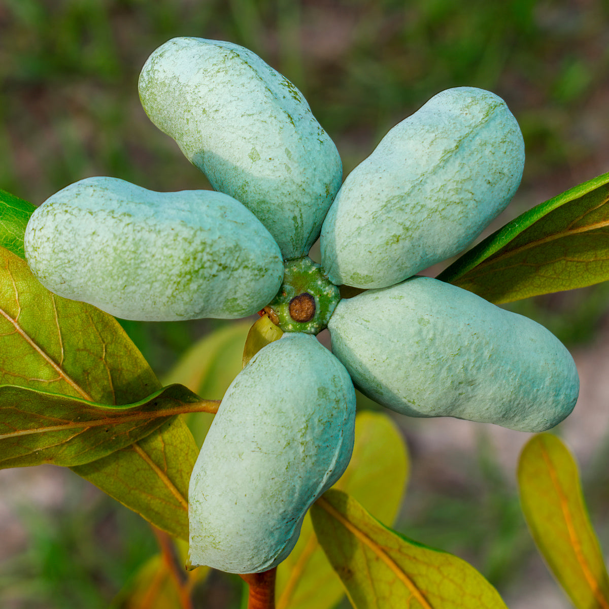 Vente Asiminier Triloba - Asimina Triloba Prima