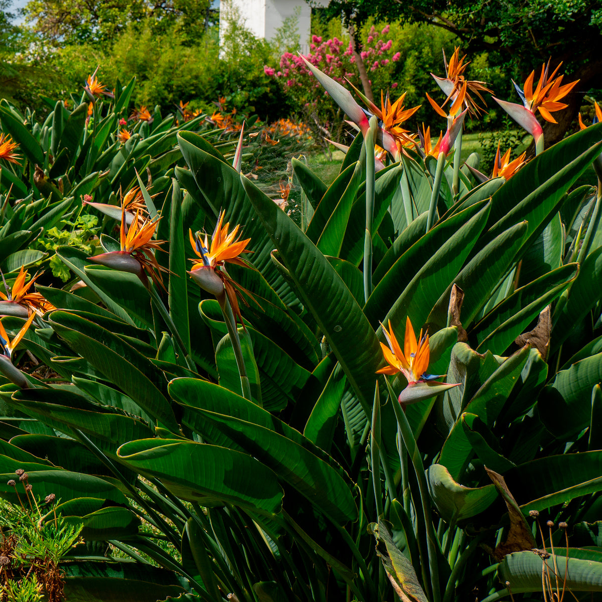 Oiseau du paradis Strelitzia - Strelitzia reginae - Willemse