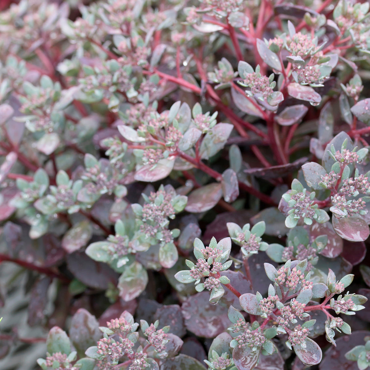 Sedum Sunsparkler® Dazzleberry - Sedum Dazzleberry - Willemse