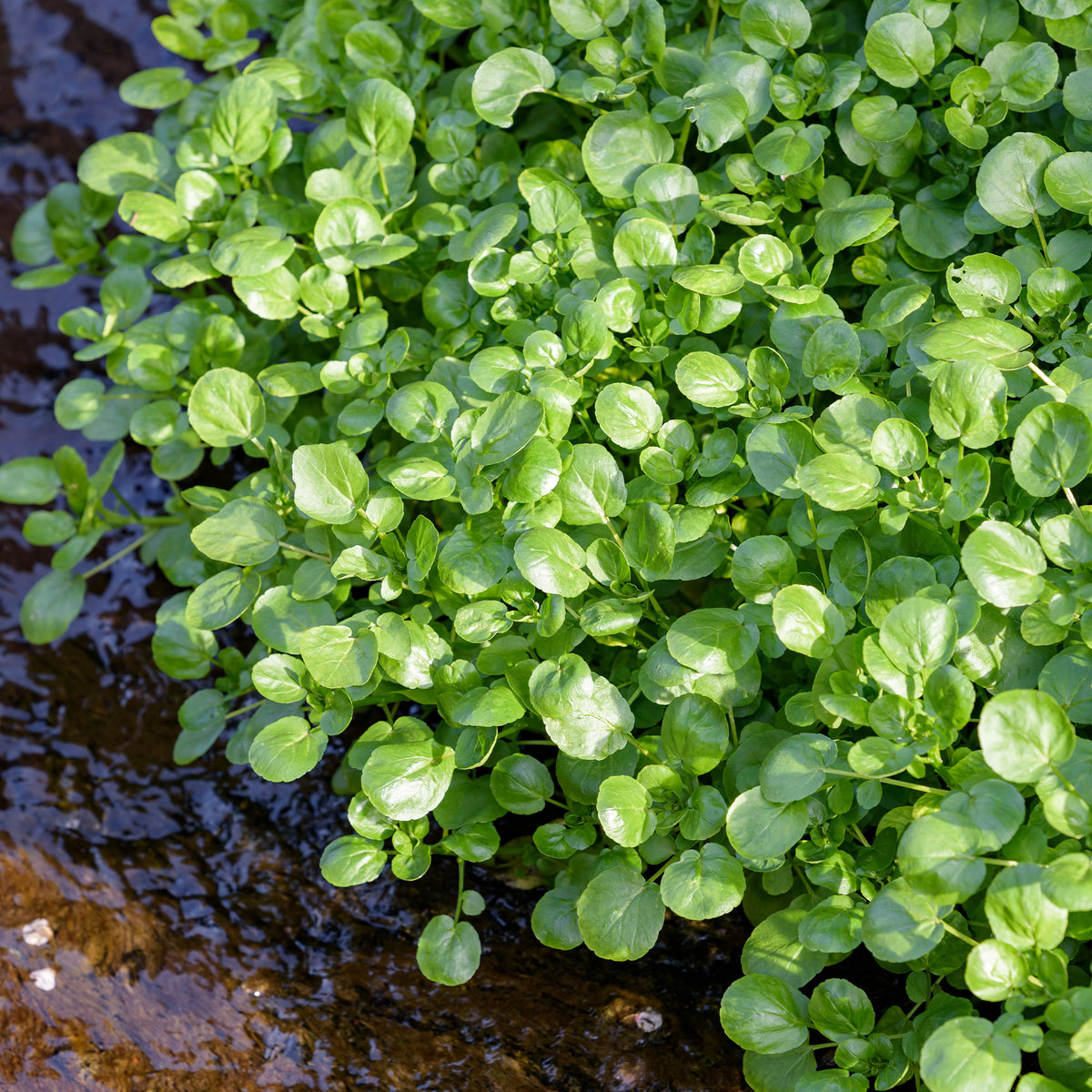 Cresson de la fontaine - Cresson d'eau - Nasturtium officinale - Willemse