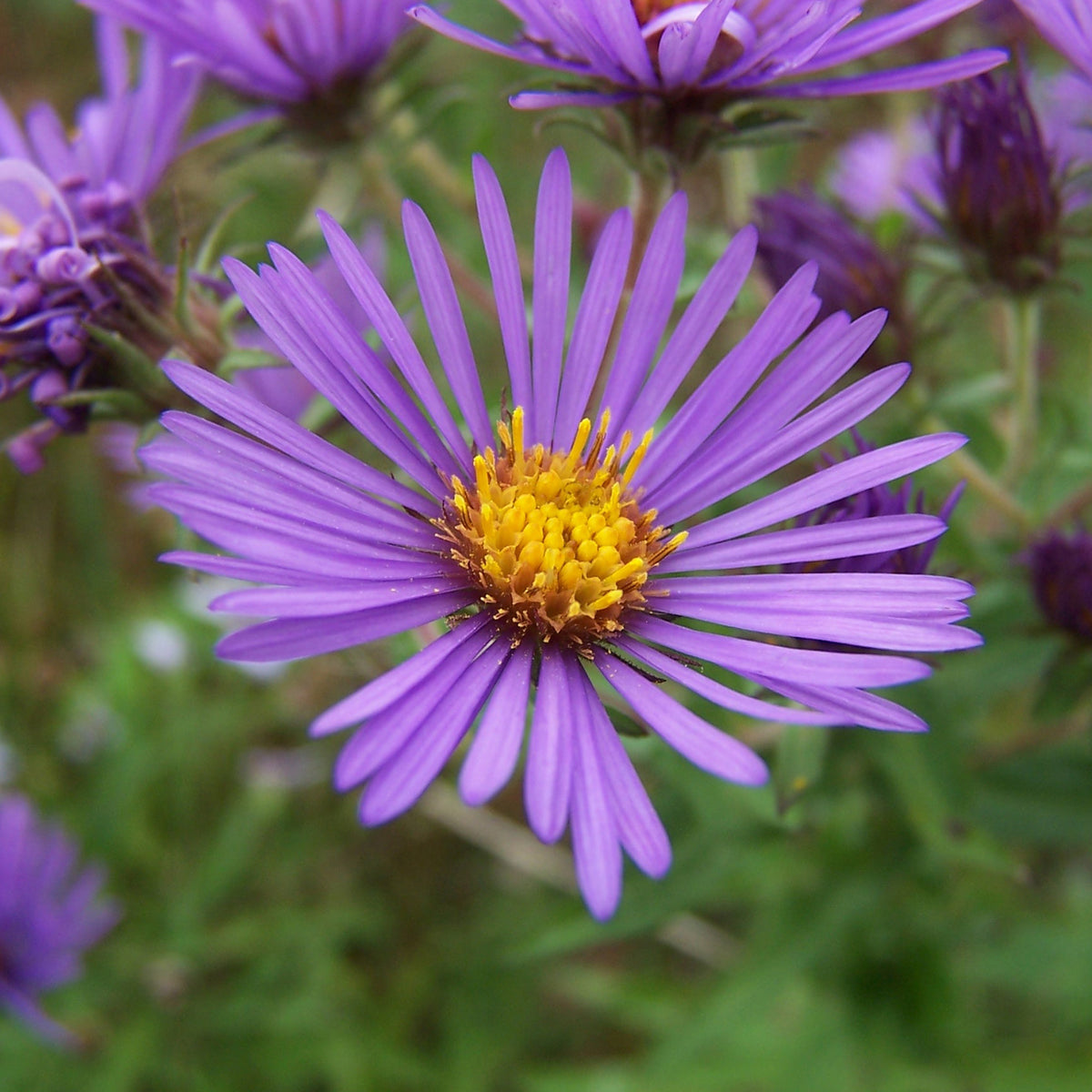 Aster nain d'automne Augenweide - Aster dumosus Augenweide - Willemse