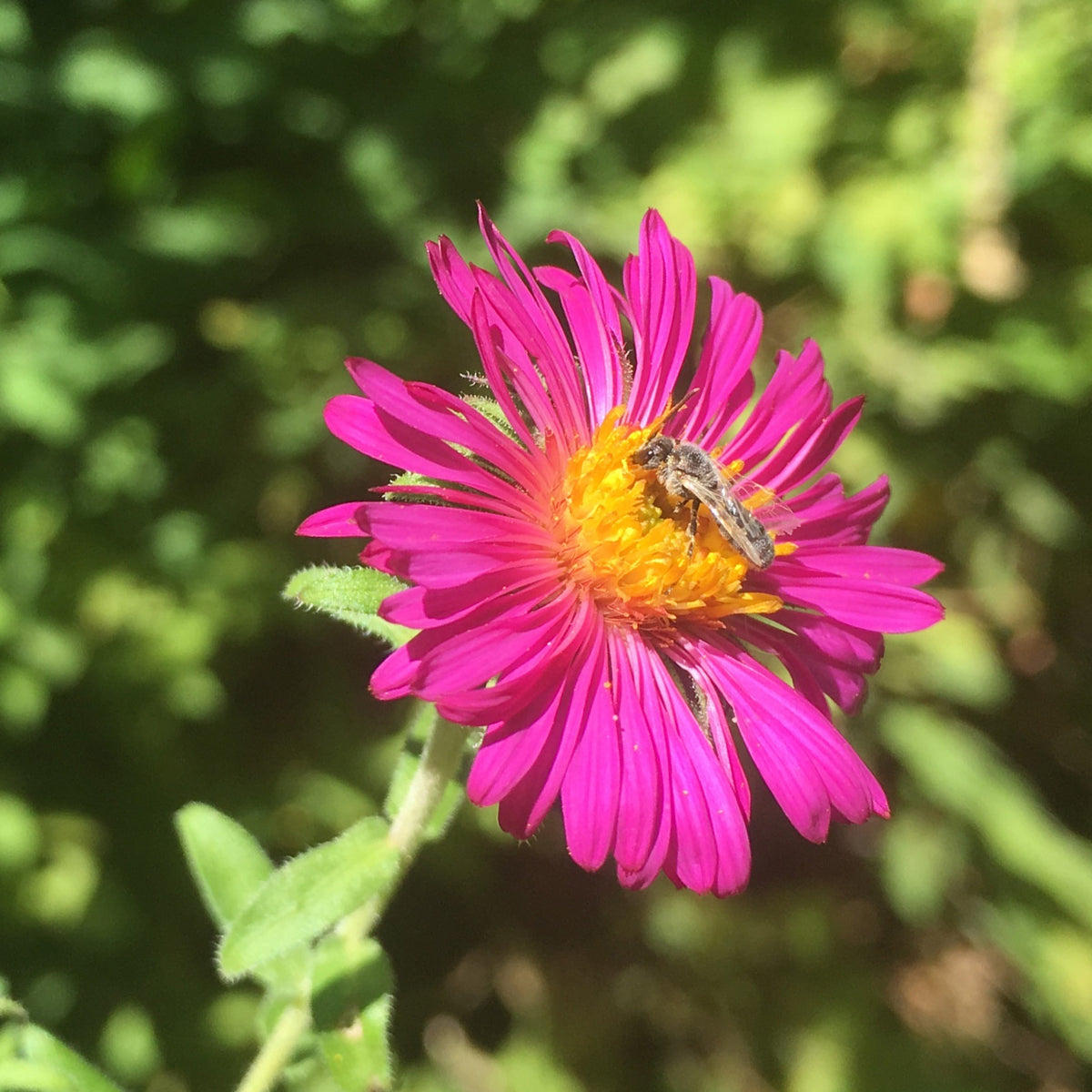 Aster de Nouvelle-Angleterre Septemberrubin - Aster novae-angliae septemberrubin - Willemse