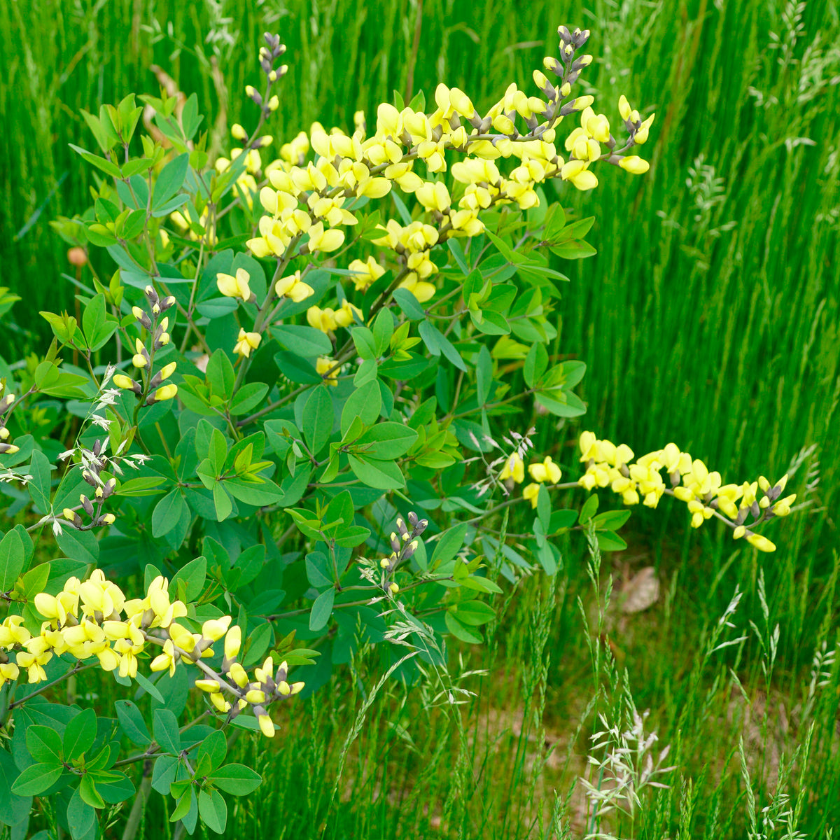 Lupin indigo Lemon Meringue - Baptisia Lemon Meringue - Willemse