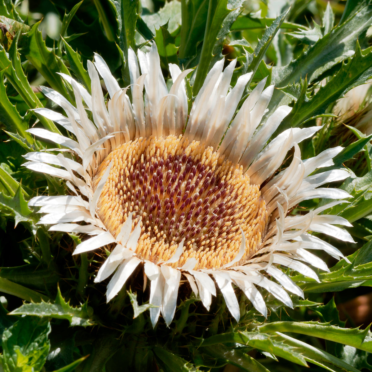 Carline acaule - Carlina acaulis subsp. simplex - Willemse