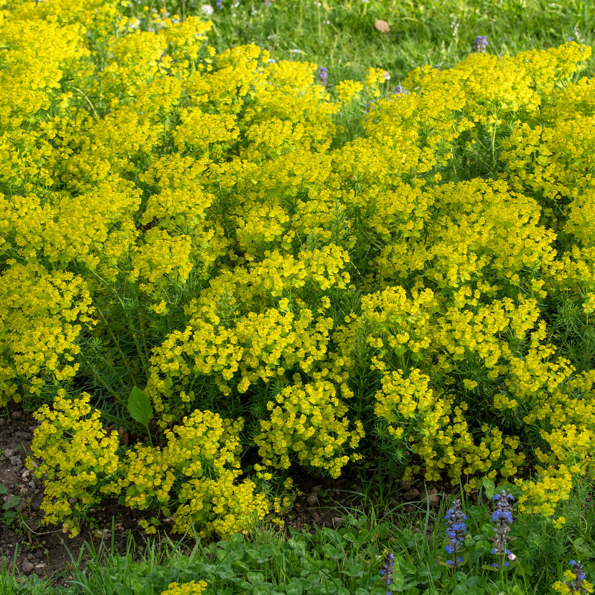 Euphorbe petit-cyprès - Euphorbia cyparissias - Willemse