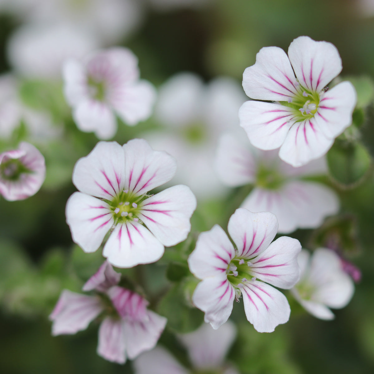 Gypsophile en coussin - Gypsophila cerastioides - Willemse