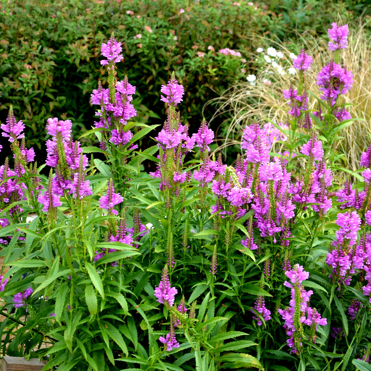 Cataleptique Vivid - Physostegia virginiana Vivid - Willemse