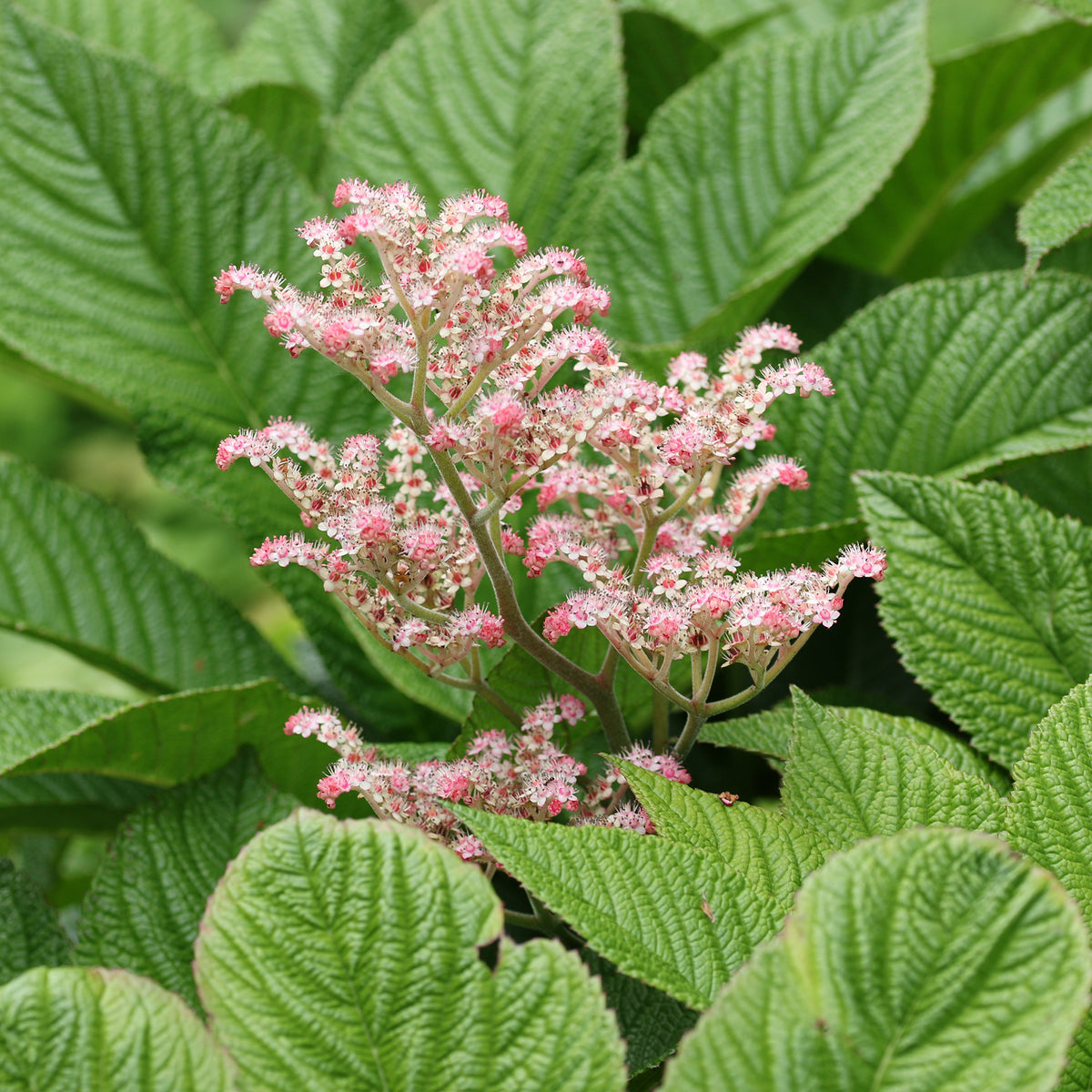 Rodgersia henrici - Rodgersia henrici - Willemse