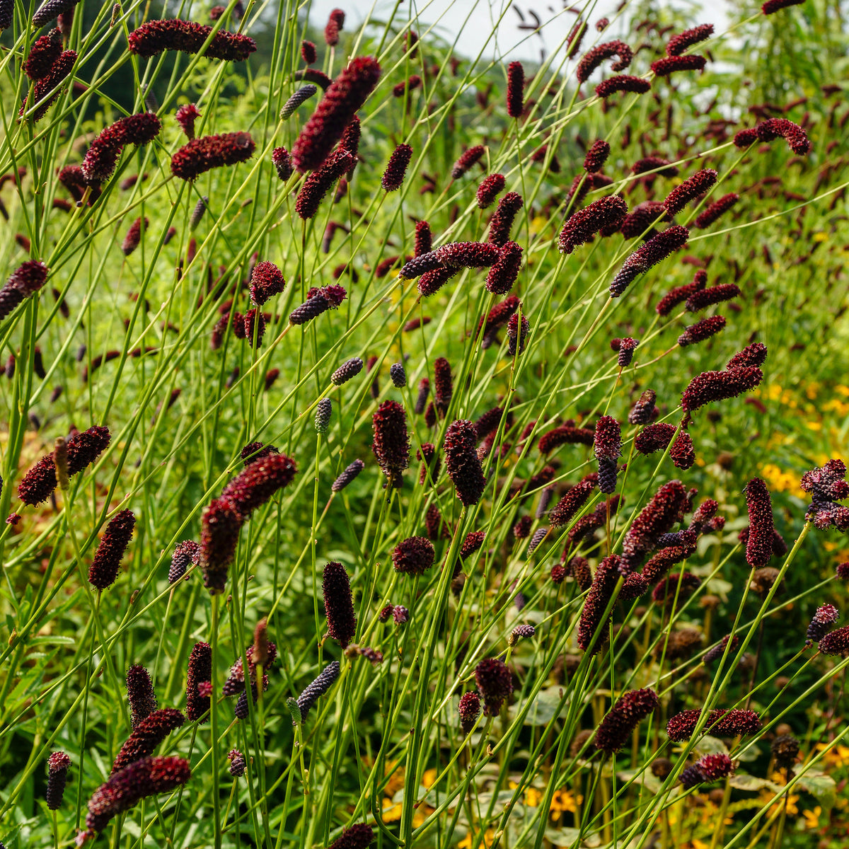 Pimprenelle à fines feuilles pourpre - Sanguisorbe - Sanguisorba tenuifolia Purpurea - Willemse