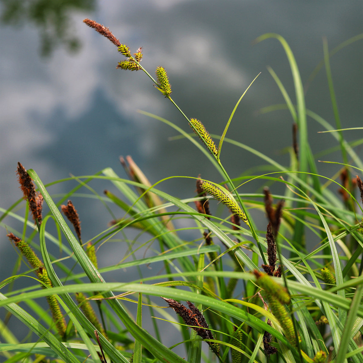 Laîche des rives - Carex - Carex riparia - Willemse
