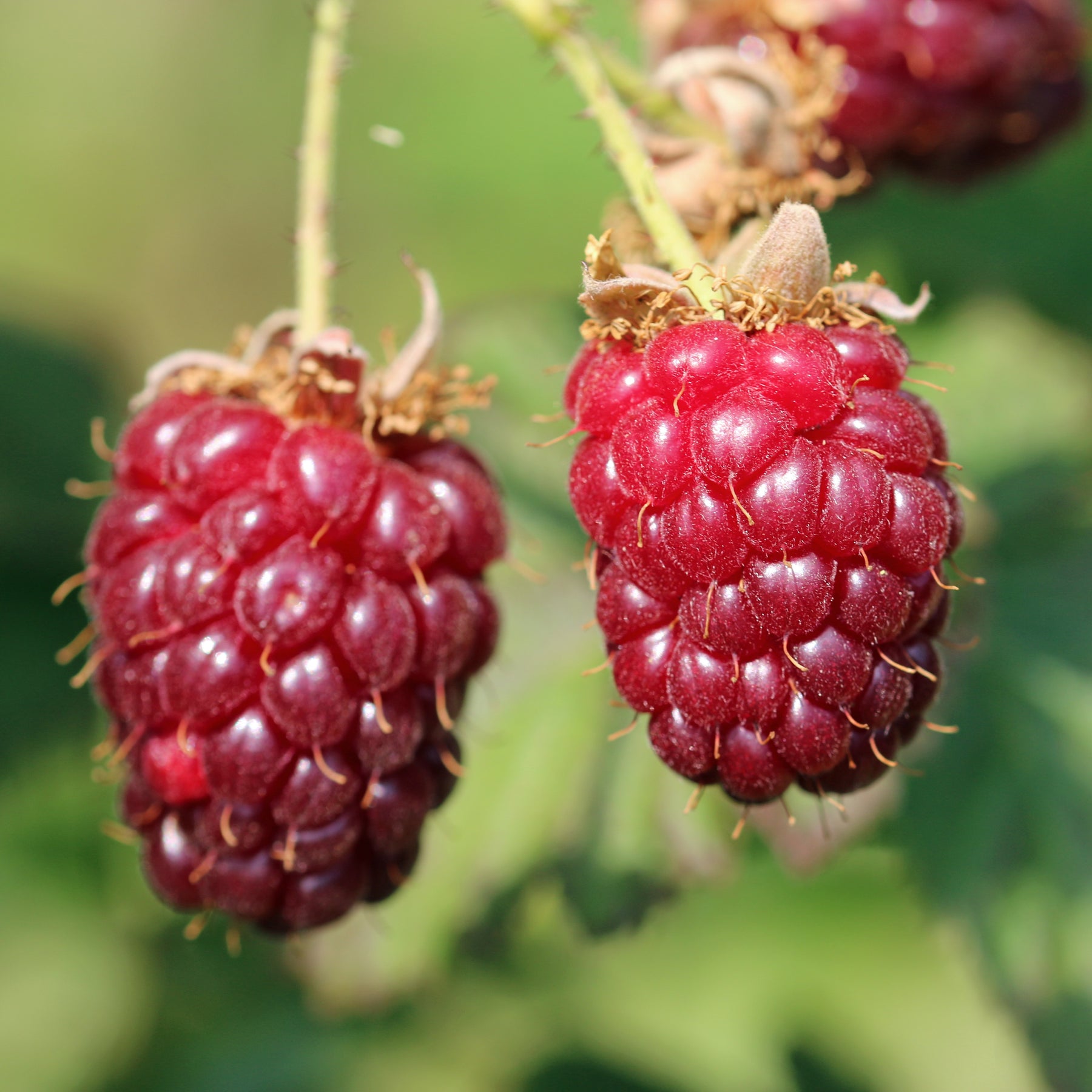 Mûre Loganbes - Rubus loganbes - Plantes