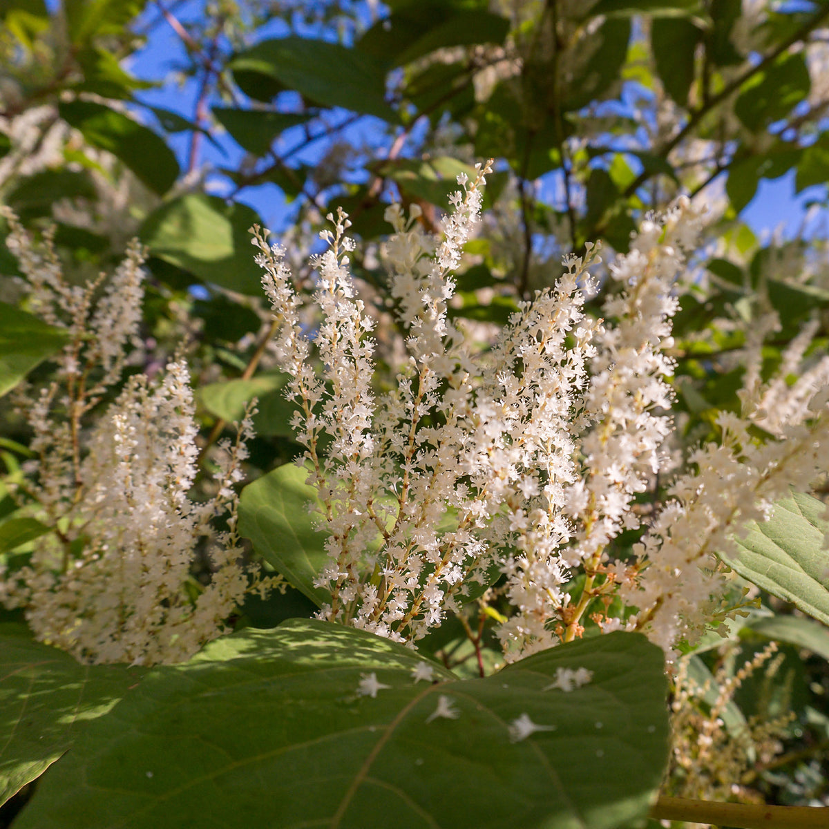 Itéa de Virginie Henrys Garnet - Itea virginica Henry's Garnet - Willemse