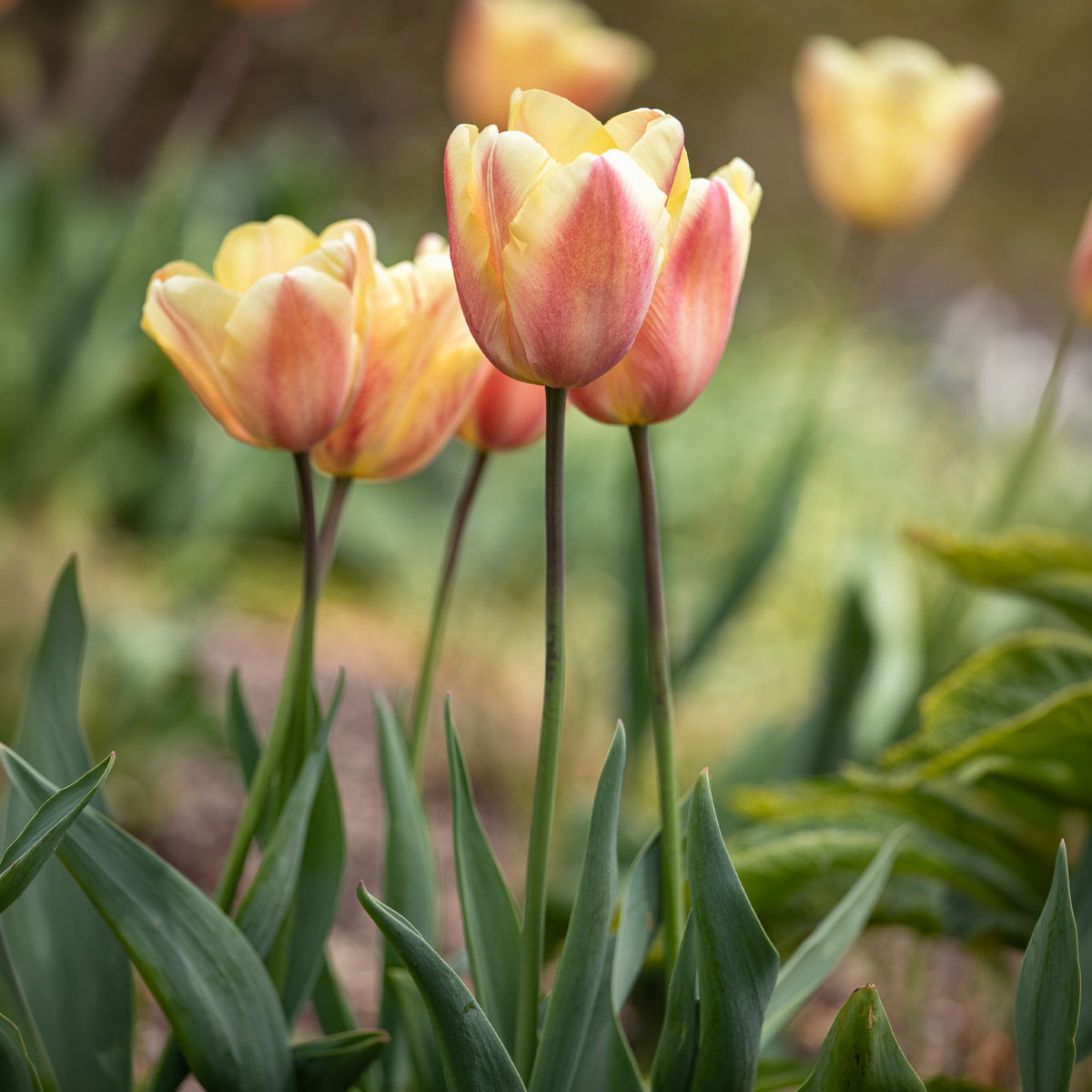 10 Tulipes Triomphe Apricot Foxx - Tulipa 'apricot foxx' - Willemse