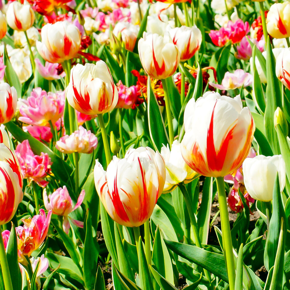 10 Tulipes Triomphe Carnaval de Rio - Tulipa 'carnaval de rio' - Willemse