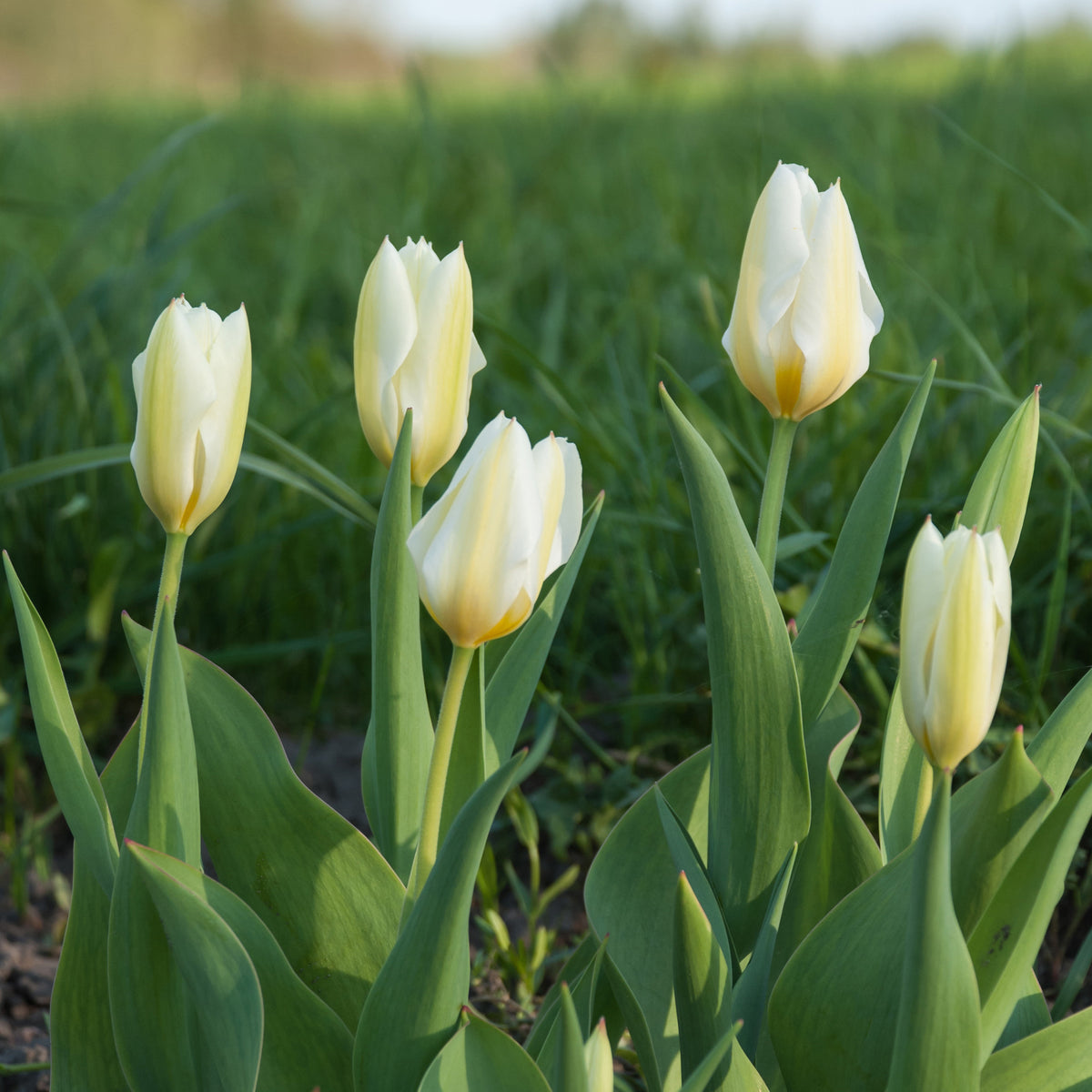 10 Tulipes Fosteriana Purissima - Tulipa 'purissima' - Willemse