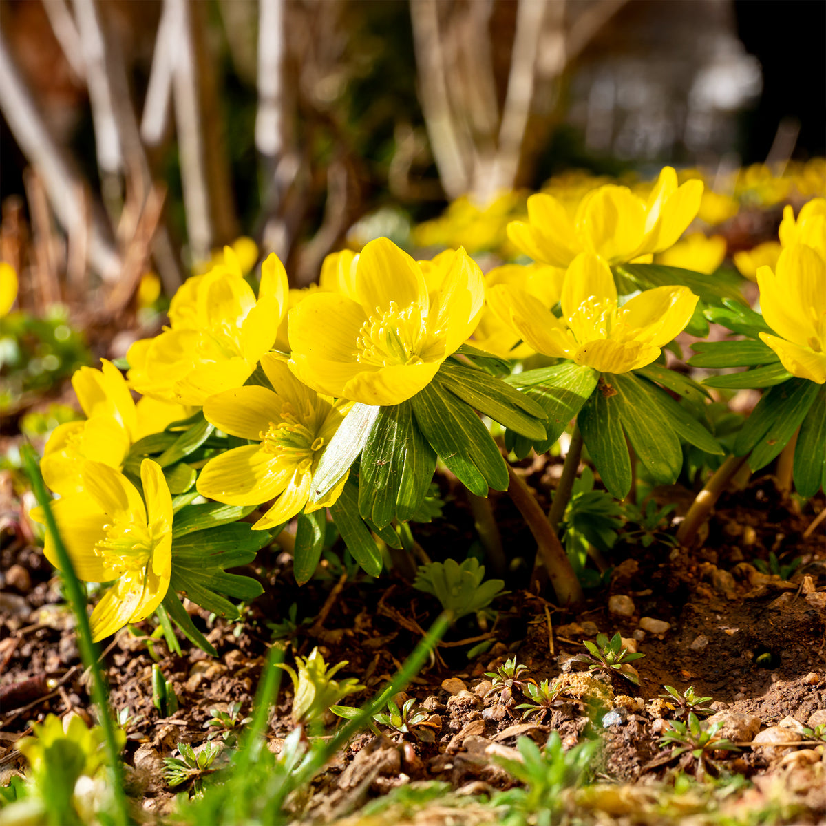 10 Helléborines - Eranthis hyemalis - Willemse