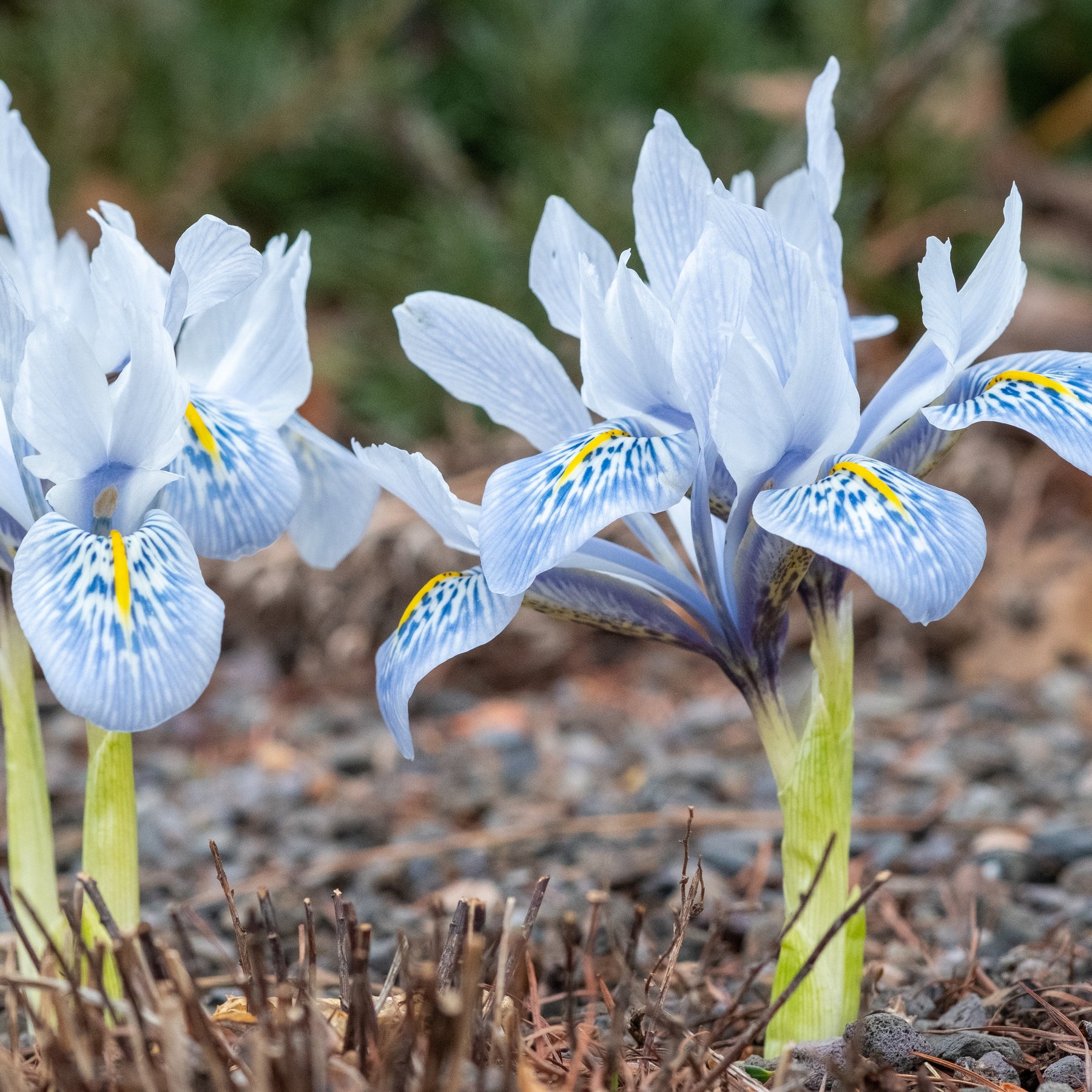 Iris reticulé Katherine Hodgkin - Iris reticulata katharina hodgkin - Plantes