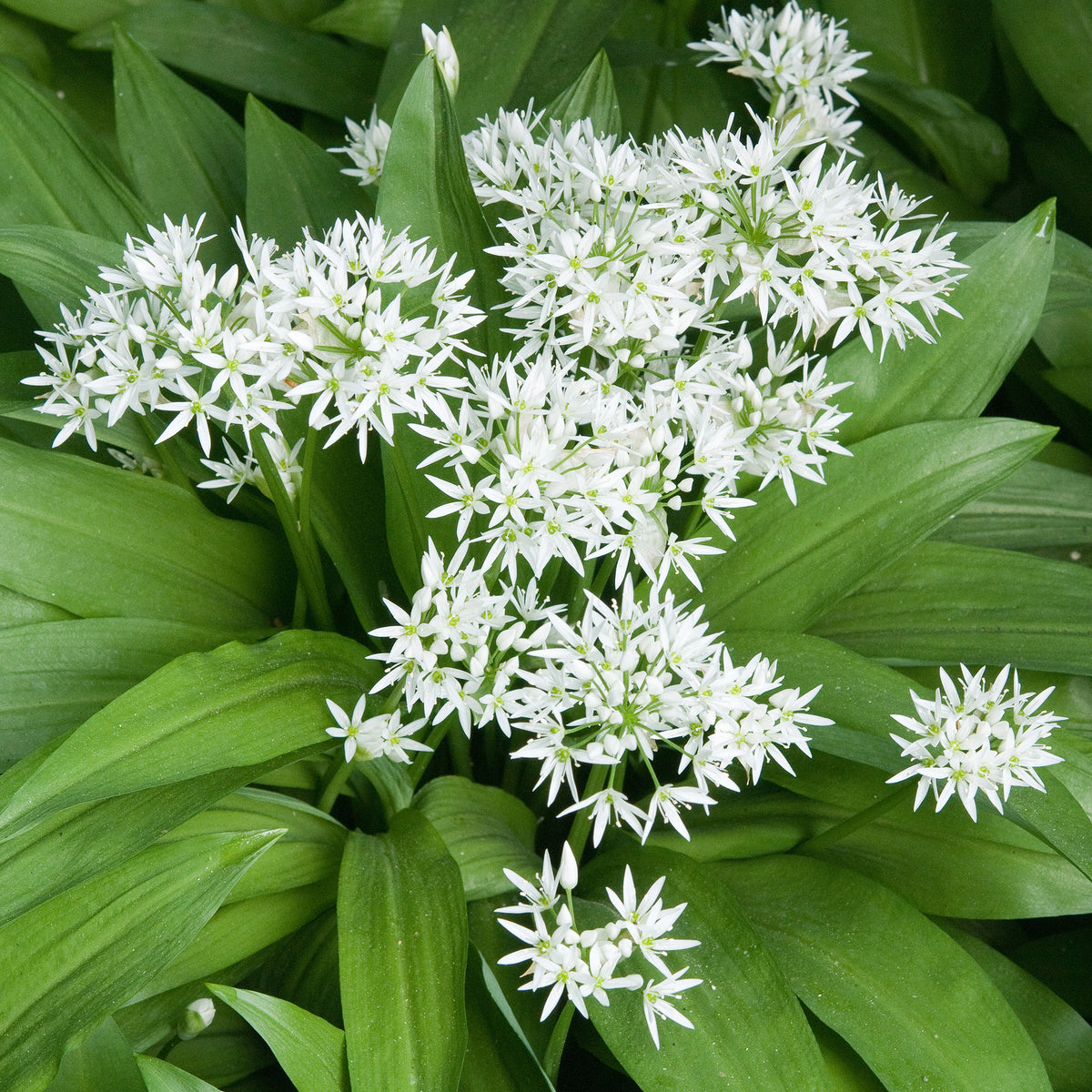 Plant d'Ail des Ours - Allium ursinum - Willemse