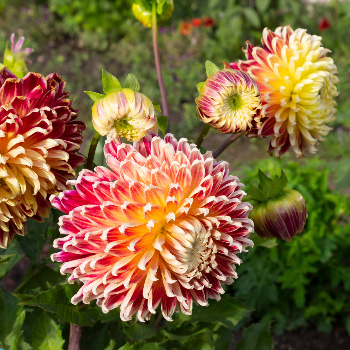Dahlia Akita - Dahlia akita - Willemse