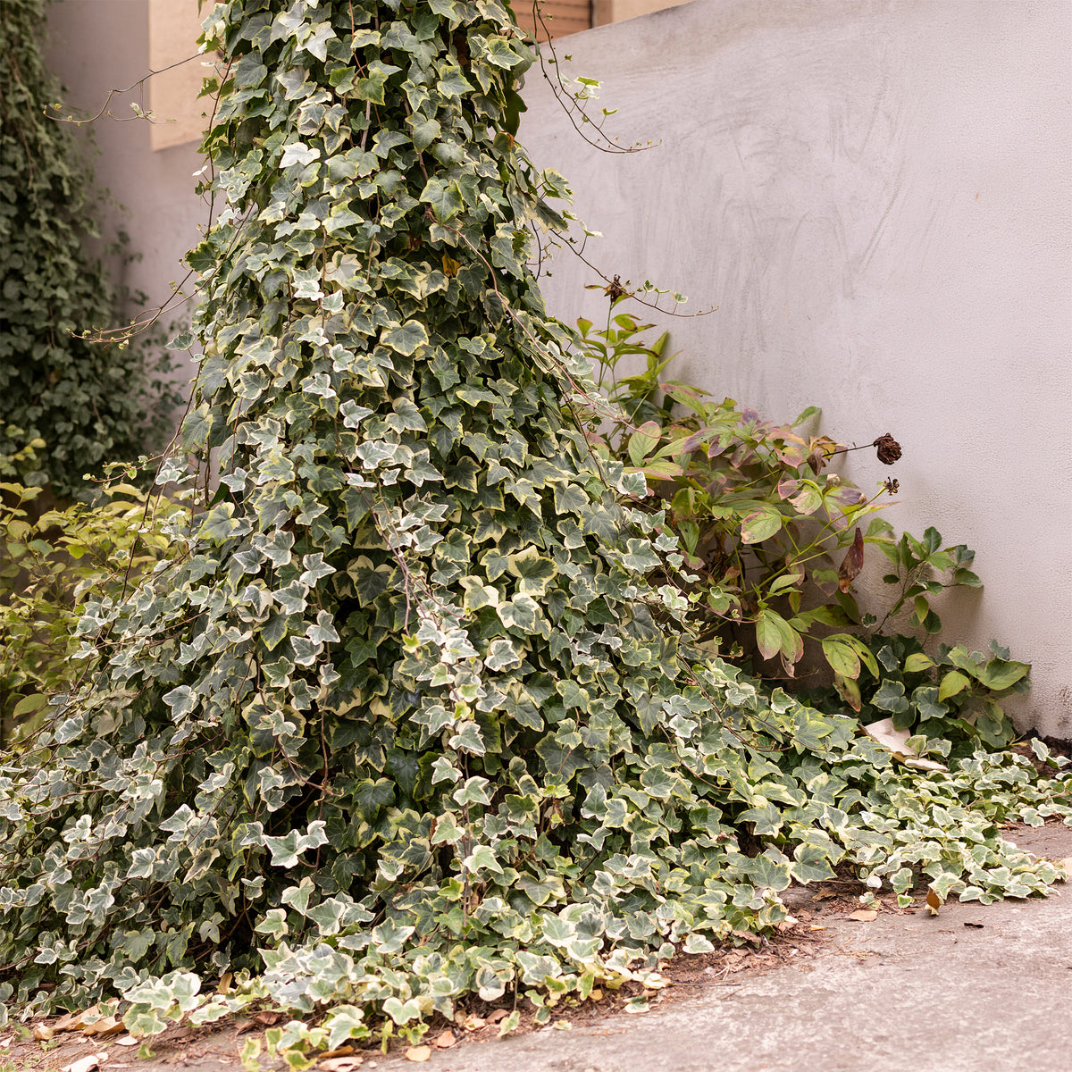 Lierre Goldchild - Willemse