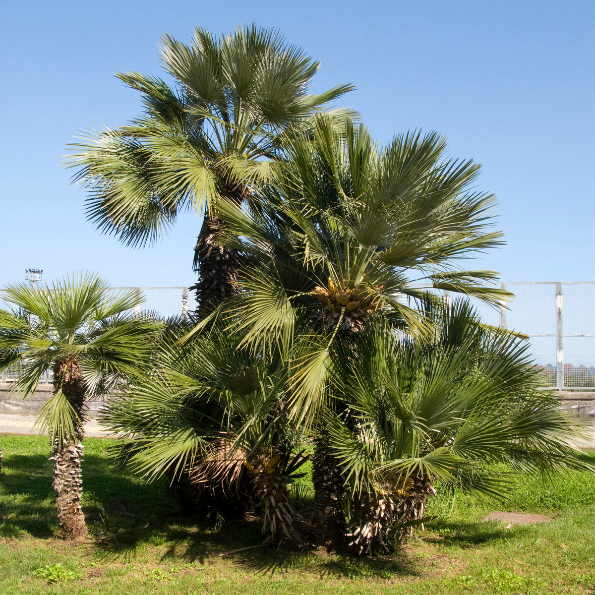 Palmier de jardin - Chamaerops humilis - Willemse