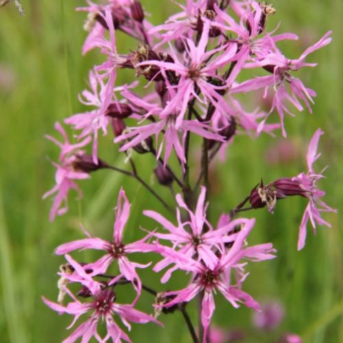 Lychnis fleur de coucou - Lychnis flos-cuculi - Plantes aquatiques