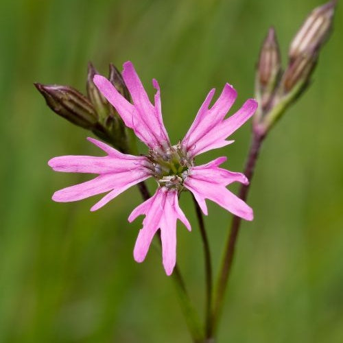 Lychnis fleur de coucou - Lychnis flos-cuculi - Plantes de berges