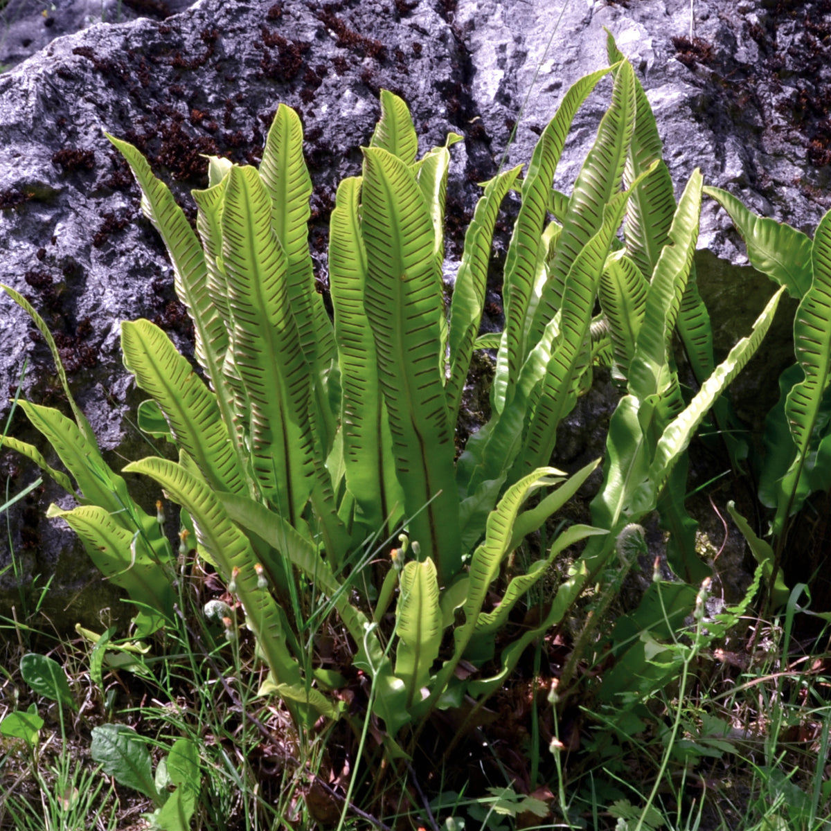 Fougère scolopendre - Langue de cerf - Asplenium scolopendrium - Willemse