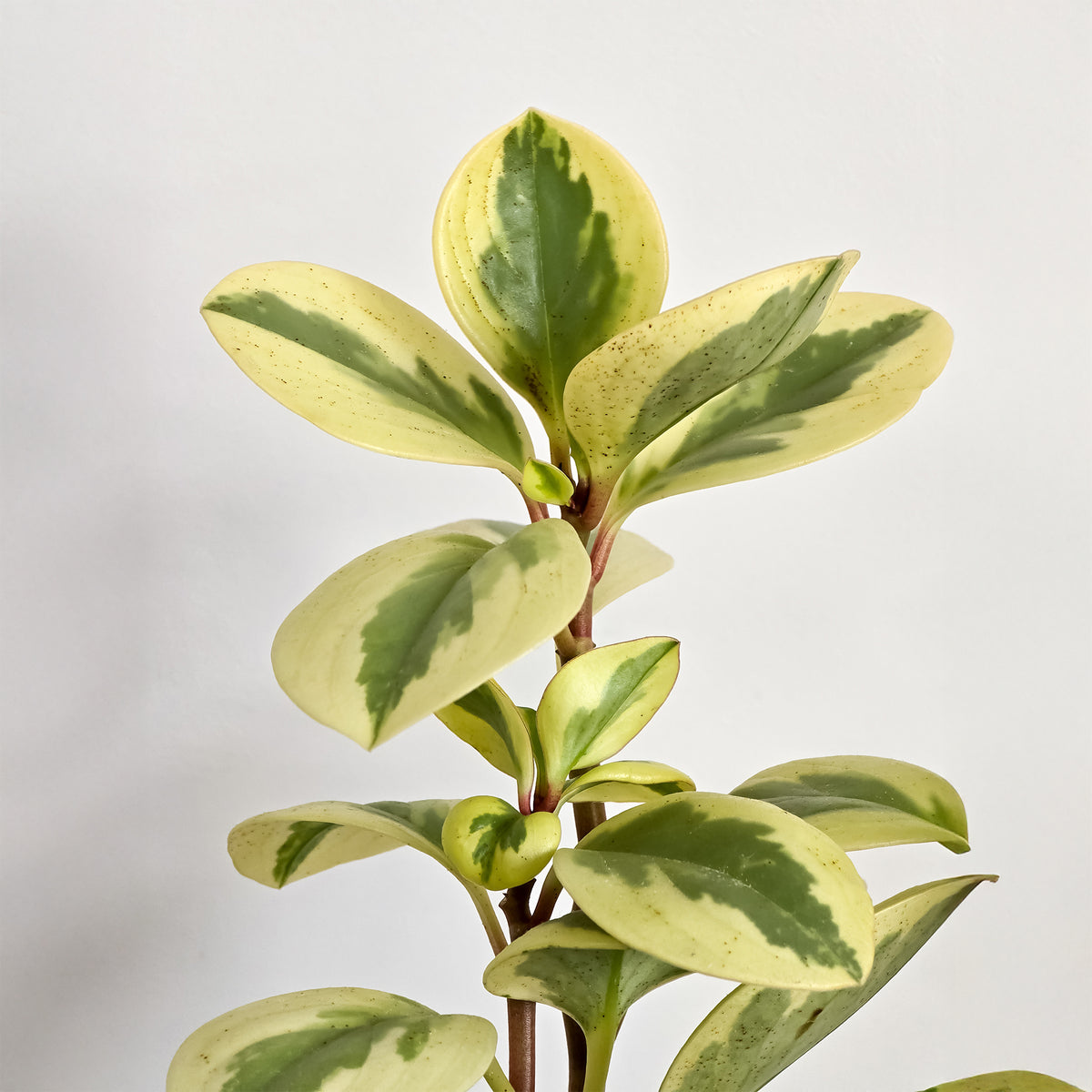 Pépéromie Obtipan Bicolor - Peperomia obtusifolia Obtipan Bicolor - Willemse