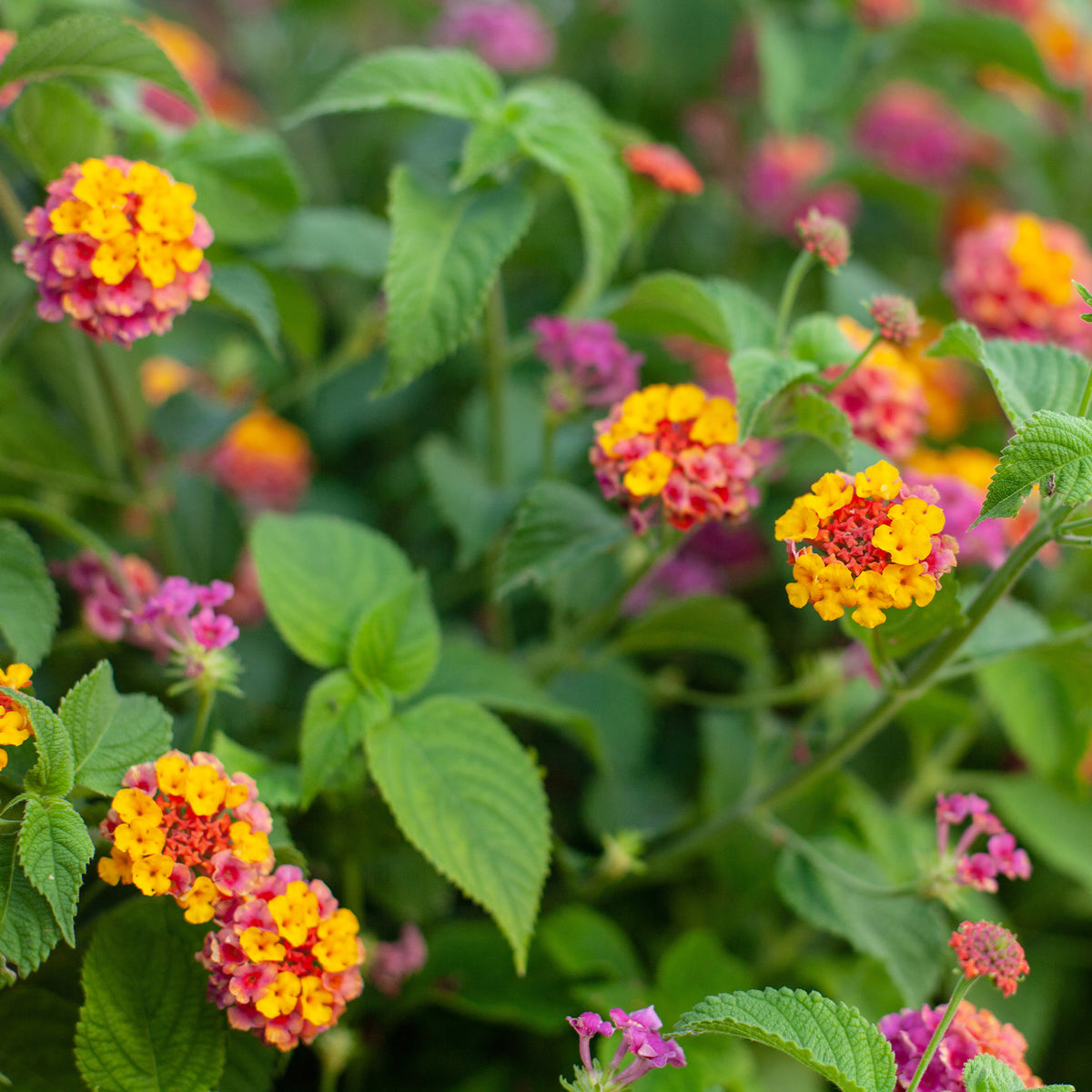3 Lantana Passionfruit - Lantana Passionfruit - Willemse
