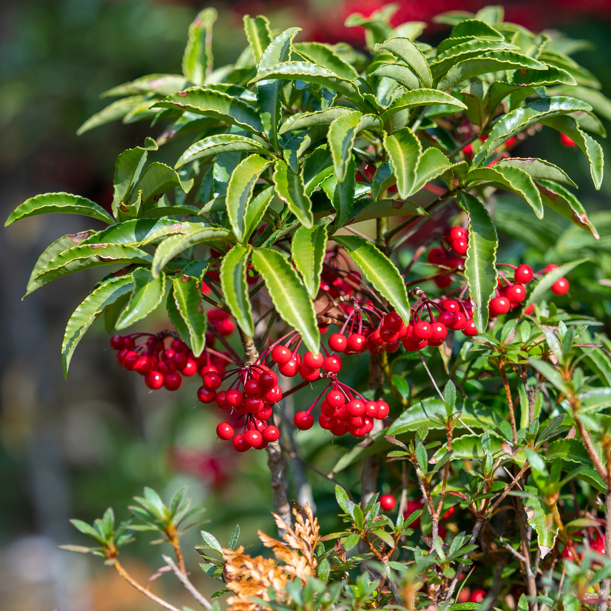 Bois de Noël - Ardisia crenata - Willemse