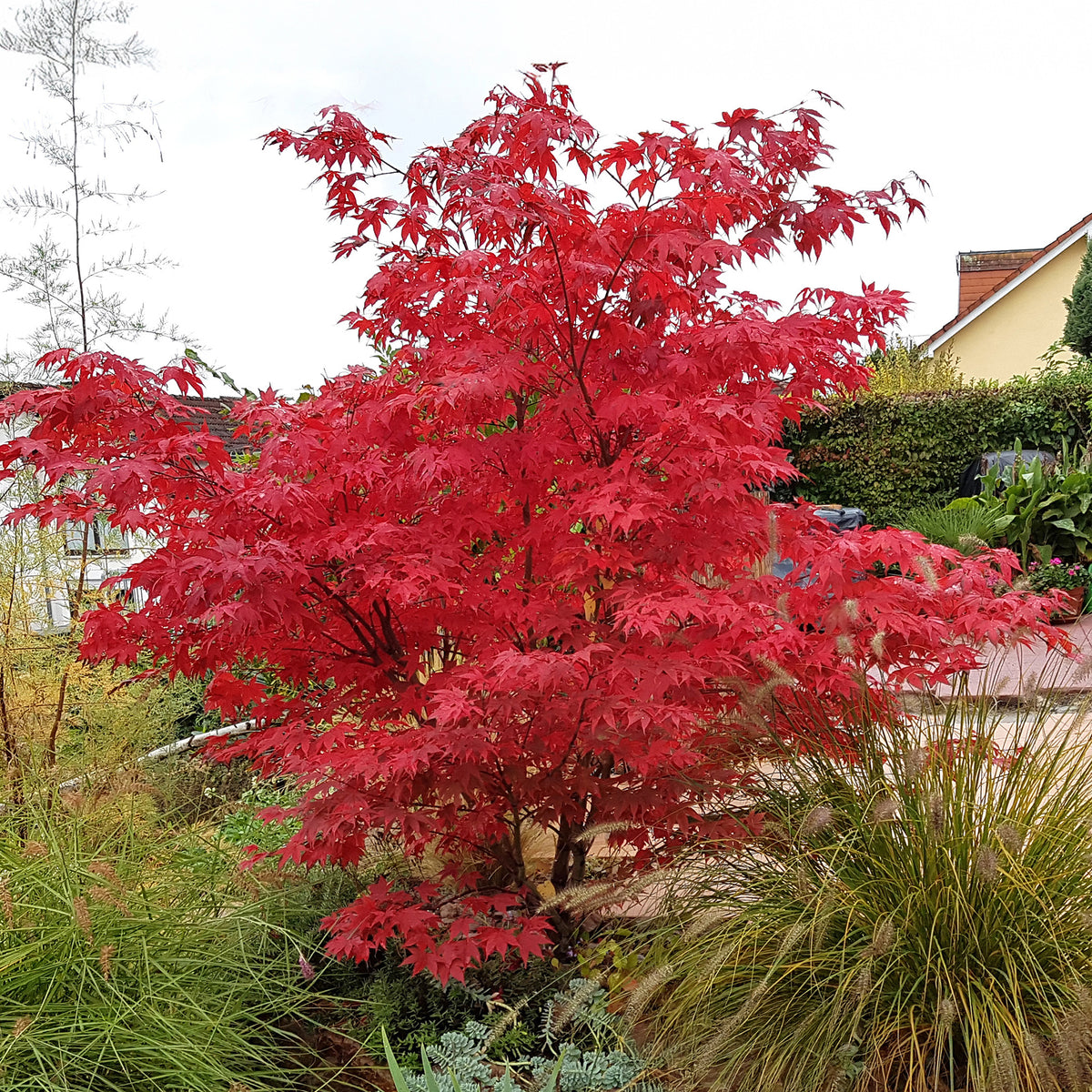Erable du Japon Osakazuki - Acer palmatum Osakazuki - Willemse