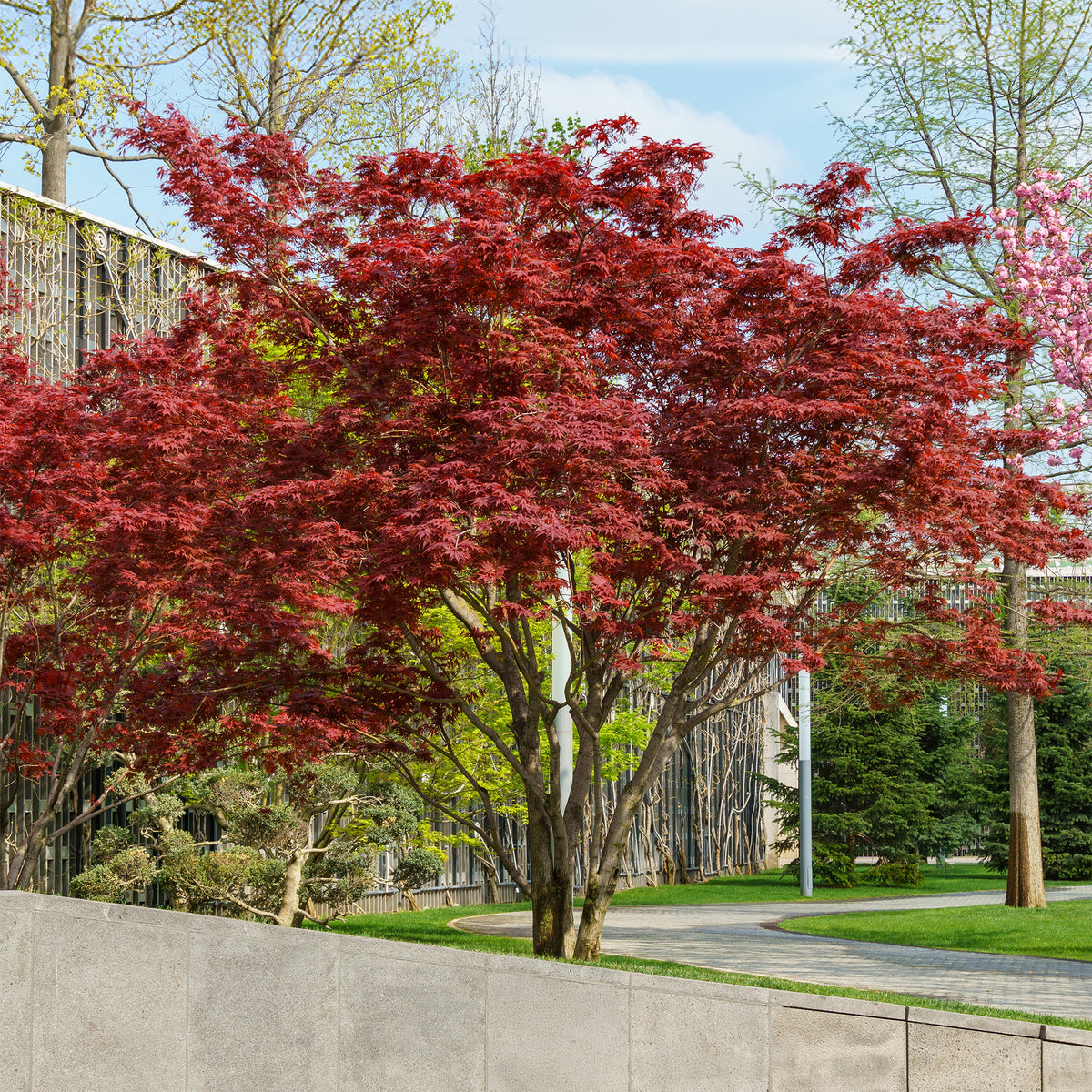 Erable du Japon Osakazuki - Acer palmatum Osakazuki - Willemse