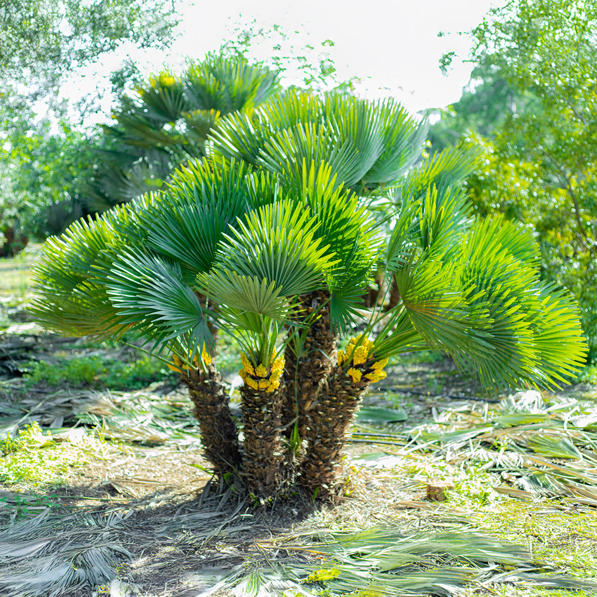Palmier nain Vulcano - Chamaerops humilis Vulcano - Willemse