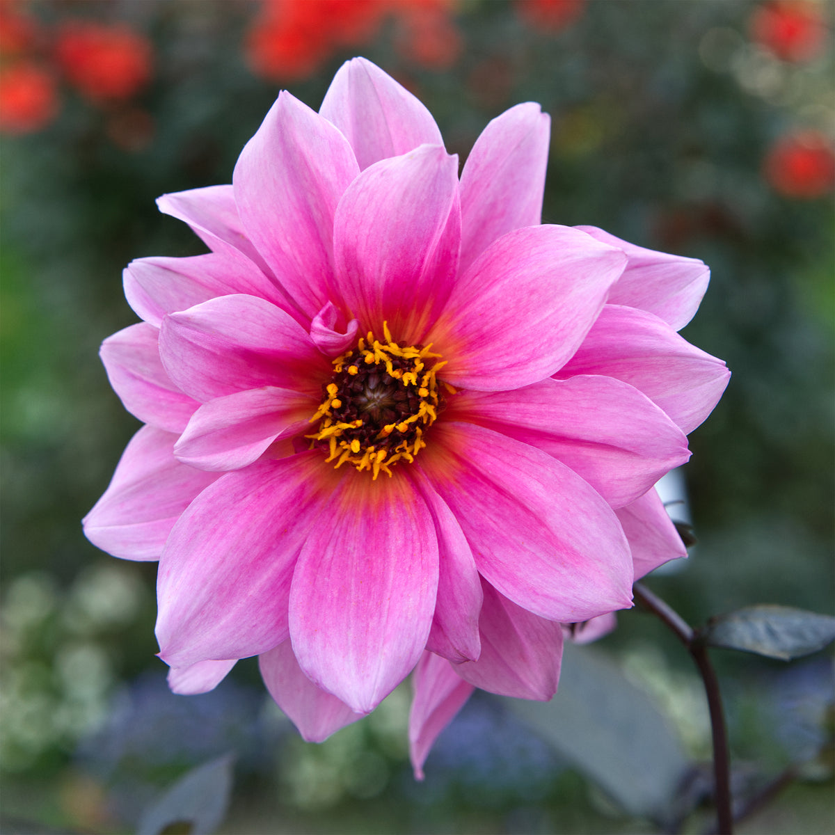 Dahlia Fascination - Dahlia Fascination - Willemse